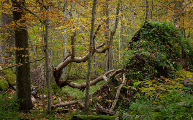 Frédéric-Demeuse-Bialowieza-Forest-Biosphere-reserve-Unesco-site-autumn-8