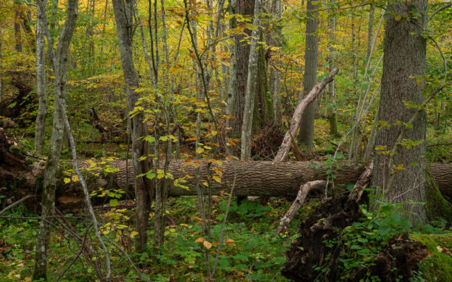 Frédéric-Demeuse-Bialowieza-Forest-Biosphere-reserve-Unesco-site-autumn-Debowy-Grad