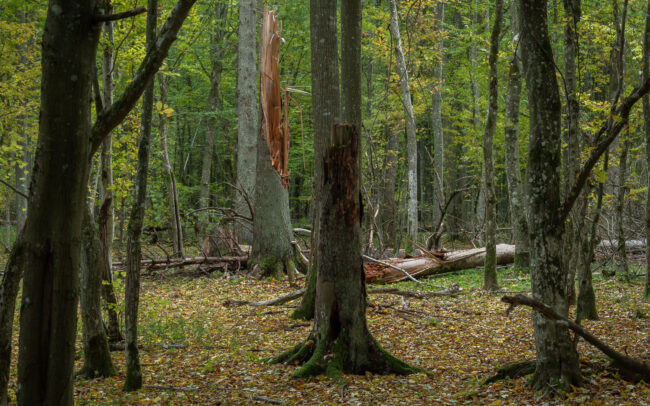 Frédéric-Demeuse-Bialowieza-Forest-autumn-3