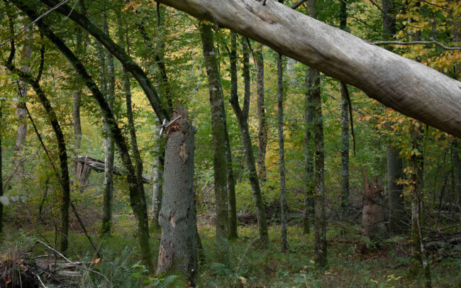 Frédéric-Demeuse-Bialowieza-Forest-autumn-6