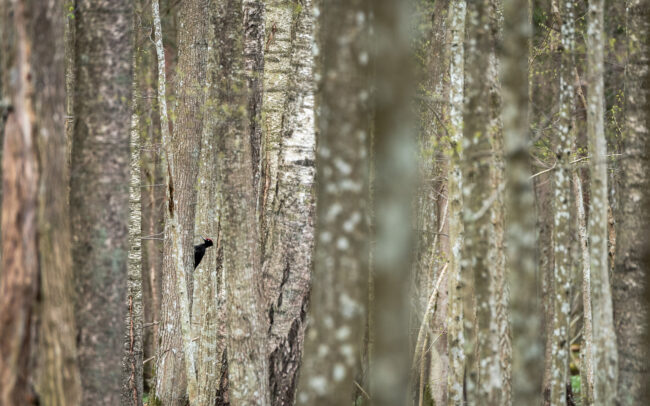 Frédéric-Demeuse-Bialowieza-forest-wildlife-photographer-Black-Woodpecker-Poland