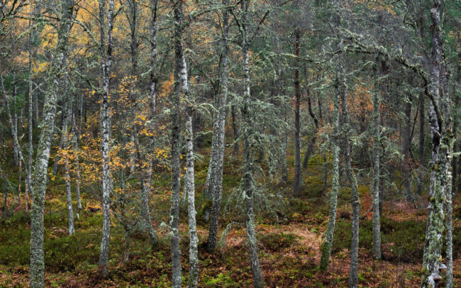 Frédéric-Demeuse-Forest-photography-Rothiemurchus-Scotland