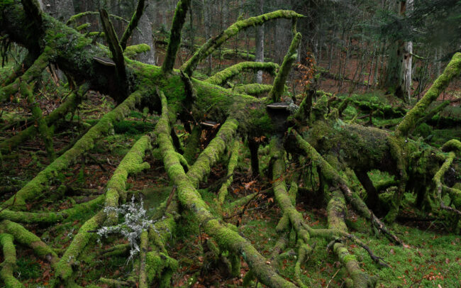 Frédéric-Demeuse-Foret-primaire-forest-photography