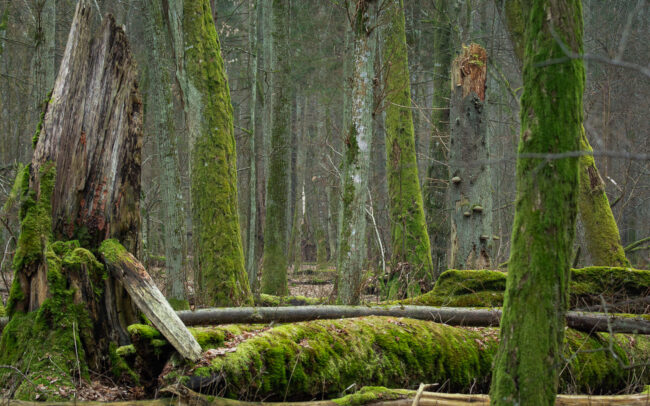 Frédéric-Demeuse-Photography-Bialowieza-forest-Strict-redserve-winter-Poland