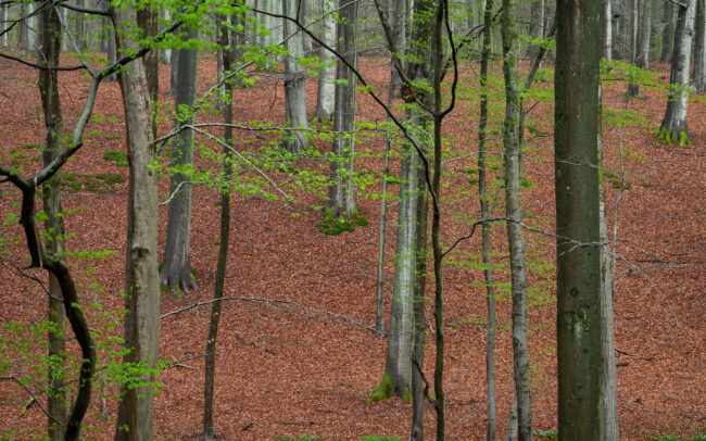 Frédéric-Demeuse-Sonian-Forest-Unesco