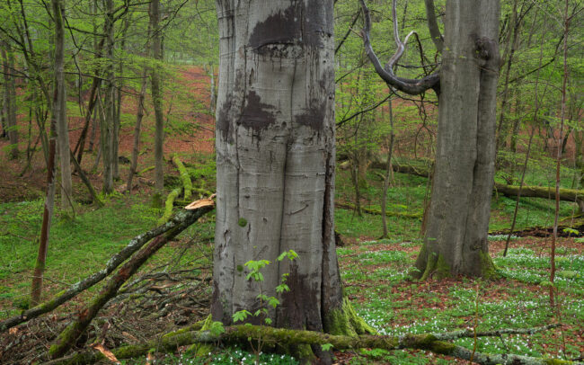 Frédéric-Demeuse-Sonian-Forest-Unesco-site