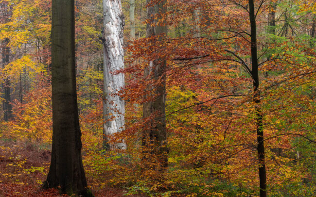 Frédéric-Demeuse-Sonian-Forest-Unesco-site-Autumn