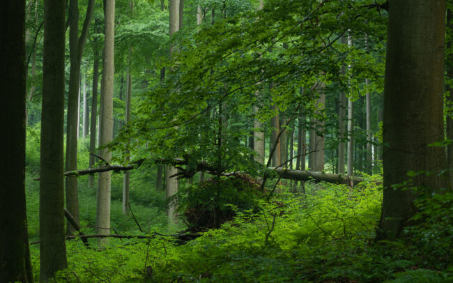 Frédéric-Demeuse-Sonian-Forest-Unesco-site-Le Ticton