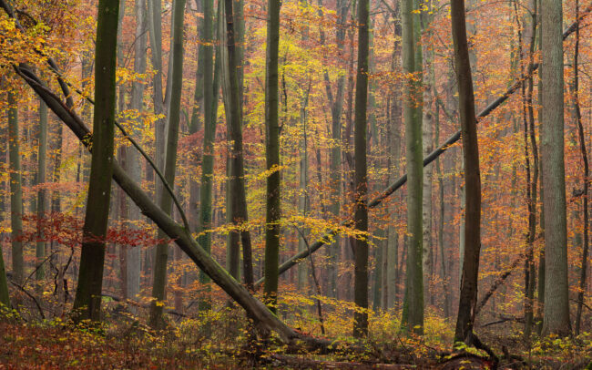 Frédéric-Demeuse-Sonian-Forest-Unesco-site-foret-de-soignes-Belgium