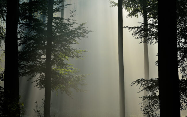 Frédéric-Demeuse-forest-Photography-Sonian-Forest-Belgium