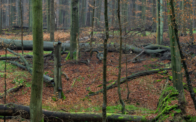 Frédéric-Demeuse-photography-Sonian-Forest-Unesco-site