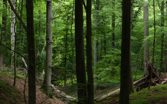 Frédéric-Demeuse-photography-Sonian-Forest-Unesco-site-Summer