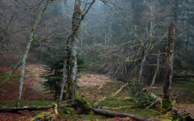 Frédéric-Demeuse-photography-forgotten-forest-primeval-forest