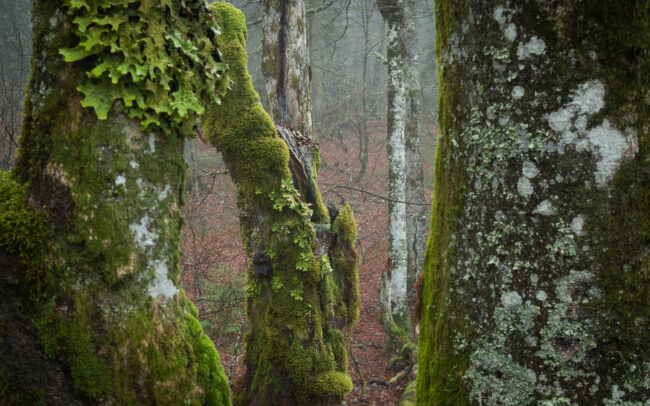 Frédéric-Demeuse-photography-primeval-Forest