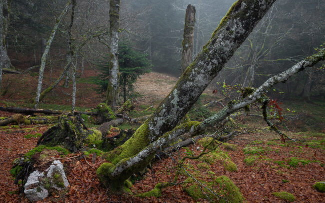 Frédéric-Demeuse-photography-primeval-forest-forgotten-place-mountain