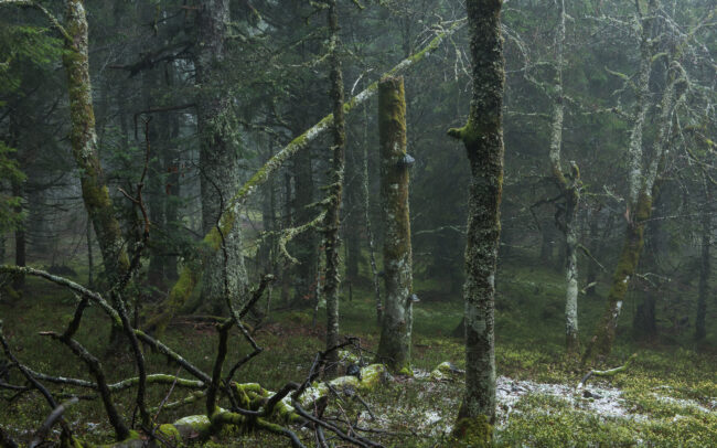 Frédéric-Demeuse-primeval-forest-6