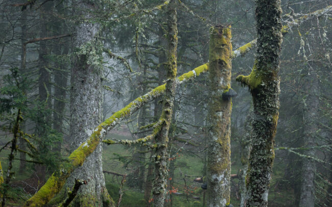 Frédéric-Demeuse-primeval-forest