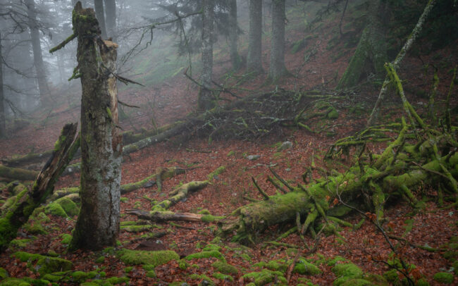 Frédéric Demeuse-primeval-forest-photography