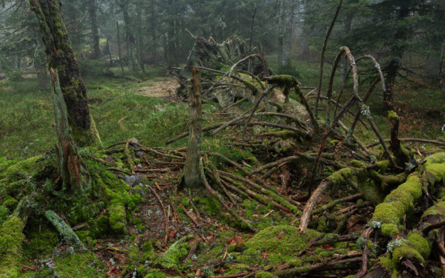 Frédéric Demeuse-primeval-forest-photography