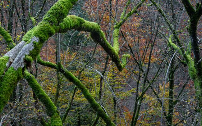 Frédéric Demeuse-primeval-forest-photography-Doubs-France