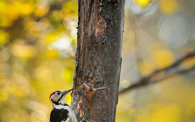 Frédéric-Demeuse-wildlife-photography-white-backed-woodpecker