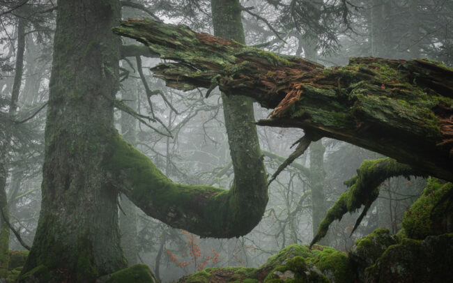 Frédéric-Demeuse-primeval-forest-photography