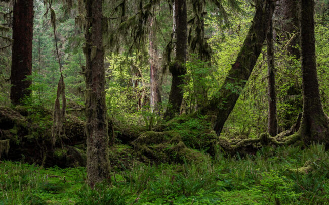 Frédéric-Demeuse-Hoh-Rainforest