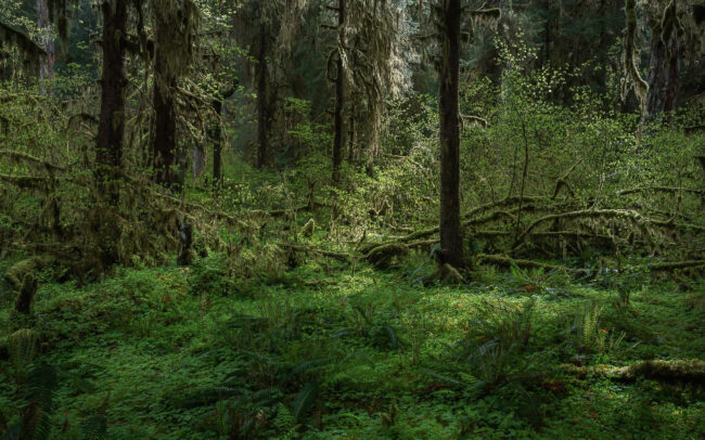 Frédéric-Demeuse-Photography-Bogachiel-Rainforest