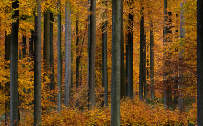 Frédéric-Demeuse-Sonian-Forest-photography copie