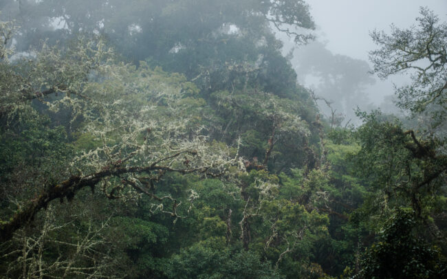 Frederic-Demeuse-forest-photography-montane-rainforest