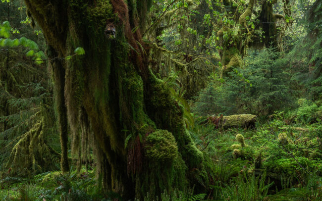 Frédéric-Demeuse-forgotten-places-temperate-rainforest