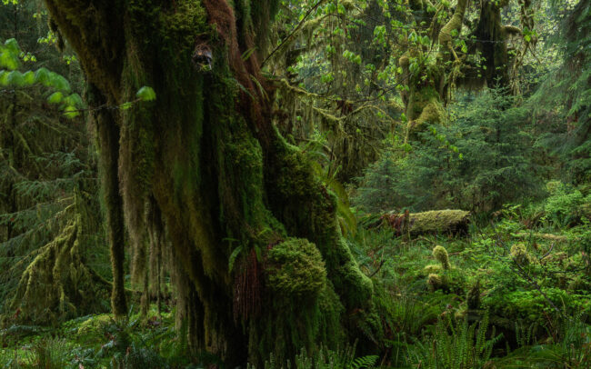 Frédéric-Demeuse-forgotten-places-temperate-rainforest