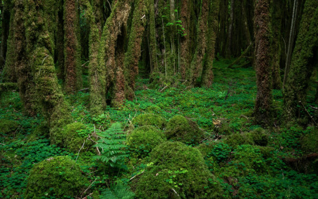 Frédéric-Demeuse-mosy-trees