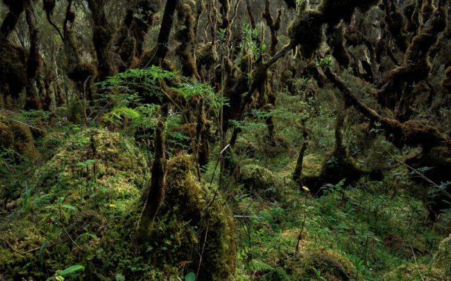 Frédéric-Demeuse-photography-Heather-bog-Rwenzori-mountains