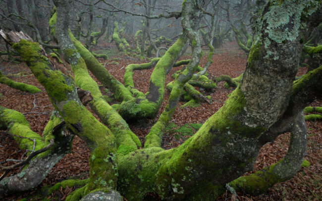 Frédéric-Demeuse-photography-beech-forest-2