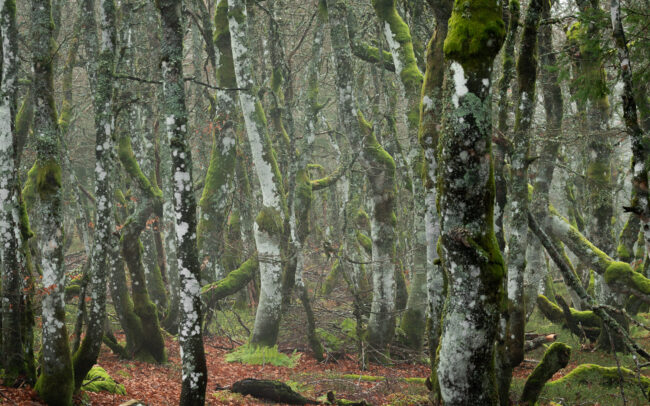 Frédéric-Demeuse-photography-forest