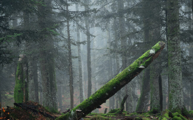 Frédéric-Demeuse-photography-primeval-forest