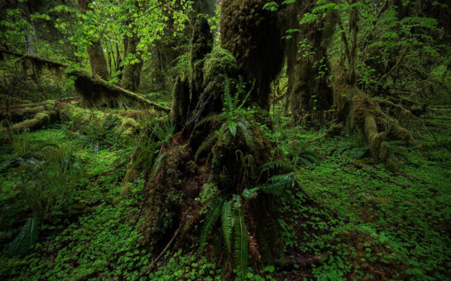 Frédéric-Demeuse-photography-temeprate-rainforest-Vancouver-island