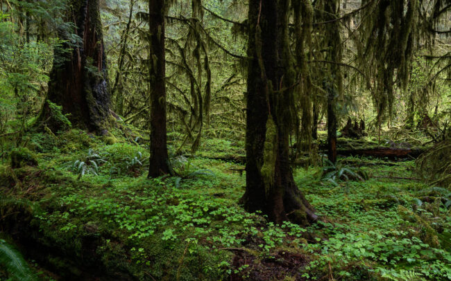 Frédéric-Demeuse-photography-temperate-rainforest-old-growth