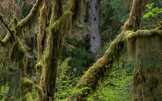 Frédéric-Demeuse-temperate-rainforest