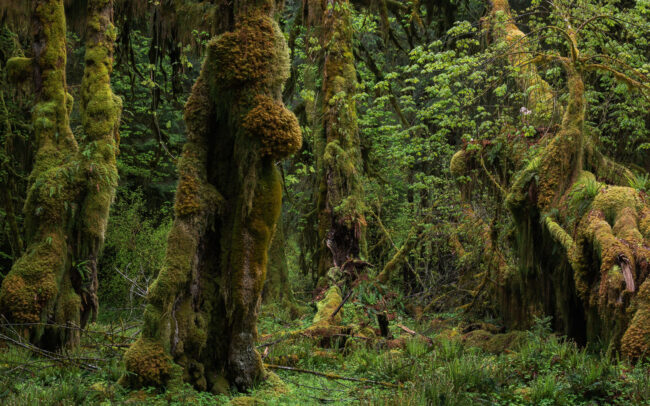 Frédéric-Demeuse-temperate-rainforest-Pacific-Northwest-2