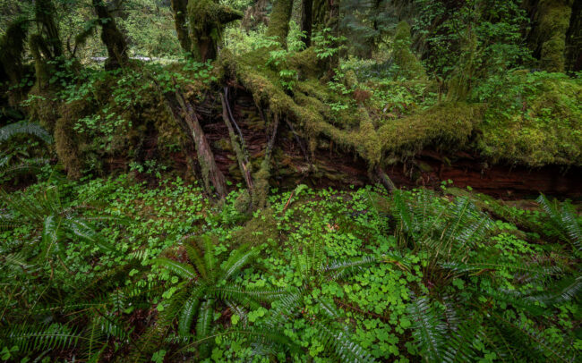 Frédéric-Demeuse-temperate-rainforest-Pacific-Northwest-6