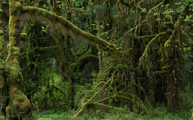 Frédéric-Demeuse-temperate-rainforest-Queets-rainforest