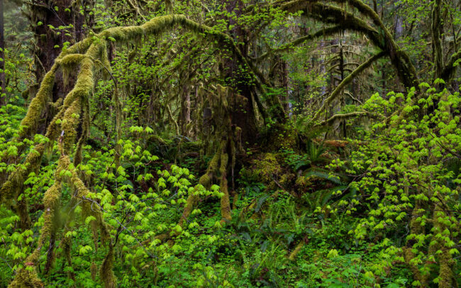 Frédéric-Demeuse-temperate-rainorest-photography-Hoh-rainforest