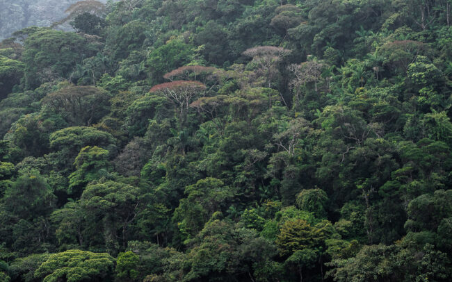 Frédéric-Demeuse-tropical-rainforest-photography