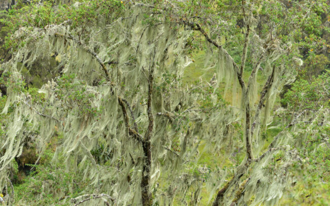 Frédéric-Demeuse-tree-photography-Rwenzori