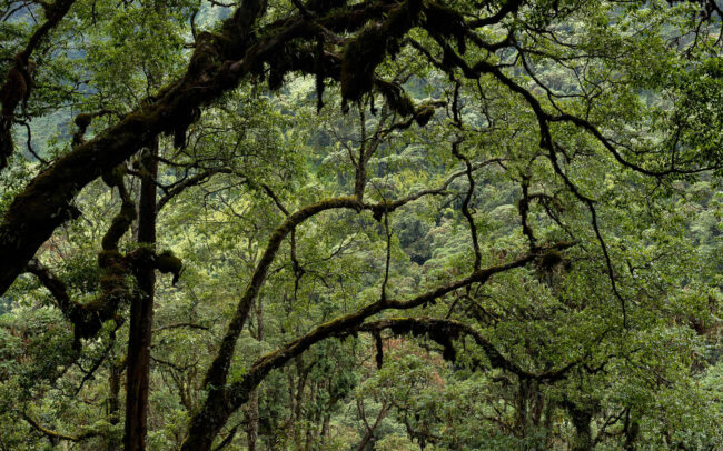 Frédéric-Demeuse-tree-photography-hedenia Rwenzori Mountains