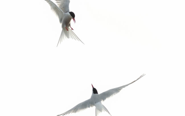 Frederic-Demeuse-arctic-tern-wildlife-photography