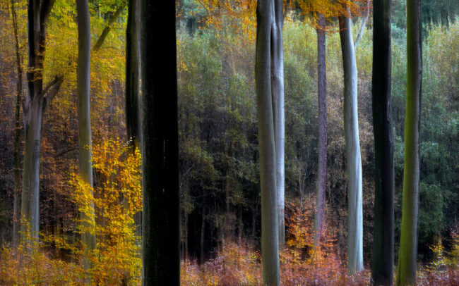 Frédéric-Demeuse-forest-photography