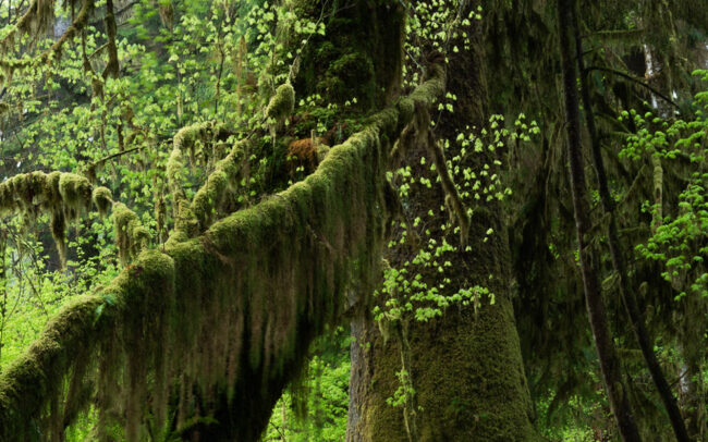 Frédéric-Demeuse-forgotten-places-forest-photographer-rainforest